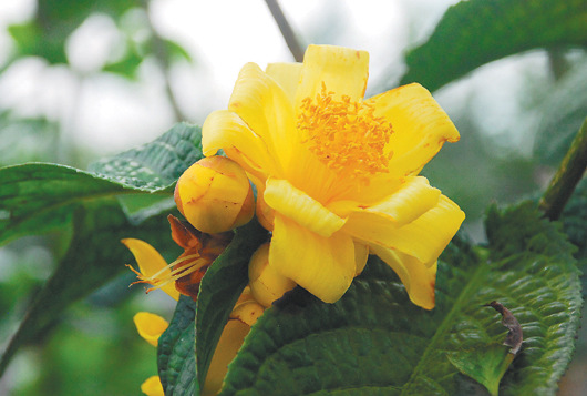 Phương pháp kích thích trà hoa vàng ra hoa