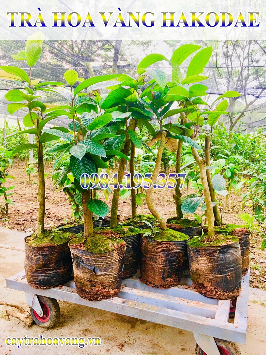 Phát động tết trồng cây tại cơ sở cung cấp cây trà hoa vàng 